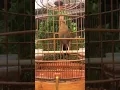 Download Lagu Burung Wambi gacor #shorts #birds #animals