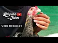 Download Lagu A Chicken Wearing A Gold Necklace, Awesome Sanwang ||  Emas 10 ||  Adipura Farm