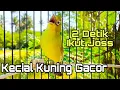 Download Lagu KECIAL KUNING GACOR NGEJOS PANCINGAN KECIAL KUNING MALAS BUNYI || KECIAL DAMPUK