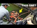 Download Lagu Breeders Are Selling Their Fish - Some Amazing Koi