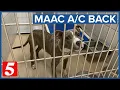 Air conditioning fixed at Nashville s MACC but push for adoptions continues
