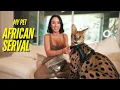 Why My African Serval Changed My Life Forever