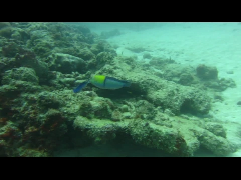 Yellowhead wrasse (terminal phase) Halichoeres garnoti