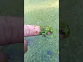 Lagu mata ikan atau mata lele #azolla