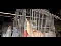 Download Lagu BURUNG RUAK-RUAK COKLAT MALAM JUMAT