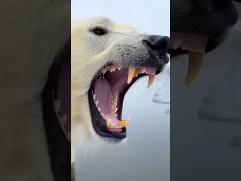 Polar Bear vs Leopard… Holding Each Other’s Cubs #animals #funny #polarbear #leopard