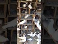 Download Lagu High quality kabooter 🕊 mere dost ka #pigeon #kabutar #shortsfeed #shorts #trending #viral