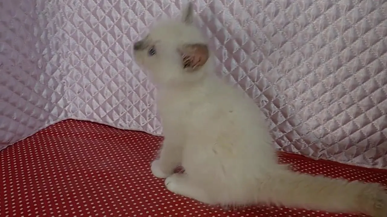 動画
