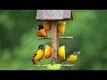 Download Lagu 10 Hour CAT TV - The Baltimore Oriole Feeder Part 2 - Videos for Pets - Aug 23, 2023