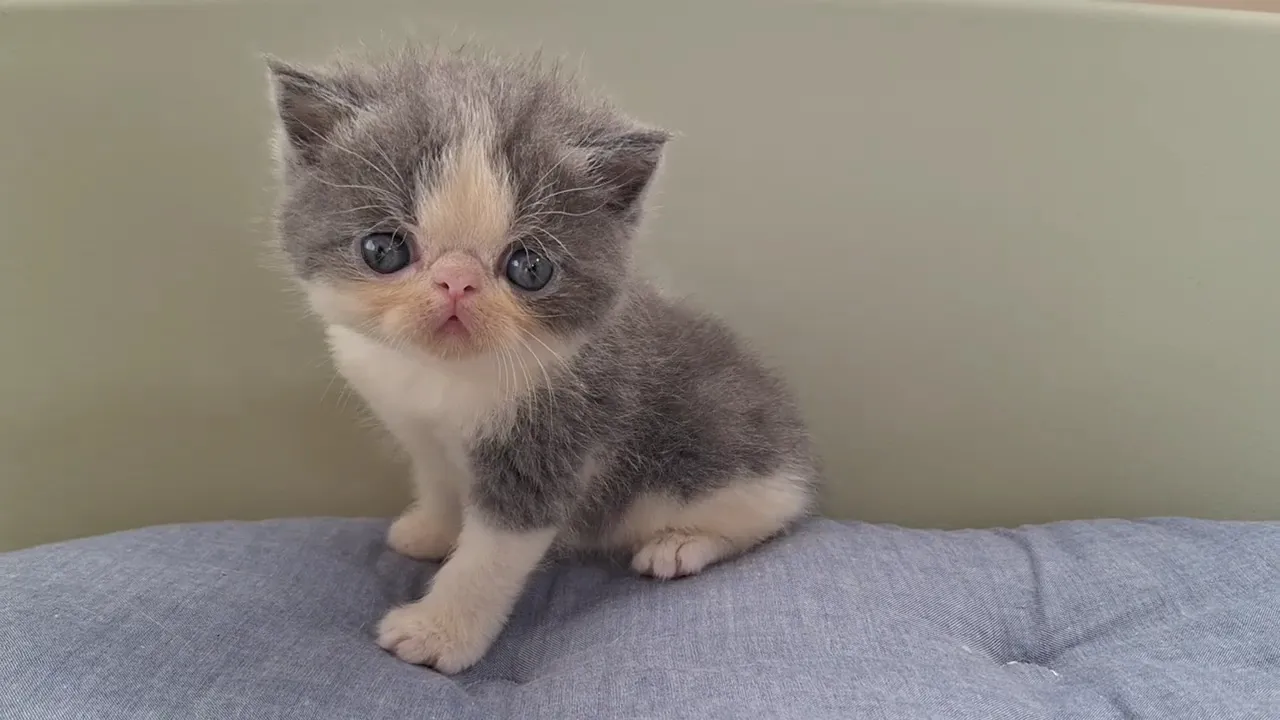 動画