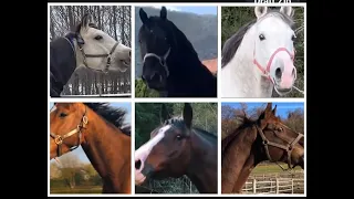 Epic Horse Tiles Hop Gameplay - Rhythm speed and perfect jumps
