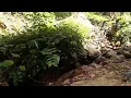 Download Lagu Begini suara hewan / binatang yang khas kalau kamu masuk ke hutan kalimantan