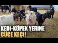 Lagu Evcil Hayvanlara Yeni Alternatif: Kedi Köpeğin Yerini ‘Cüce Keçi’ Alabilir