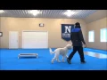 Rumble Goldendoodle Boot Camp Training
