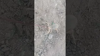 ghondal ta wagorai chi yakhwahalai