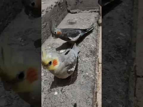 التربية الحرة لطيور الزينه #طيور #birds