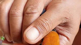 perbedaan ciri anis merah jantan u0026 betina dewasa