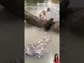 🐶ANJING LUCU JATUH DEKAT BUAYA RAKSASA! TEGANG‼️