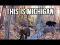 I Hid a Camera in the Michigan Woods Let s See What I Got