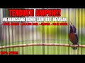 Download Lagu MASTERAN KONIN ISIAN CUCAK JENGGOT JANGKRIK BELALANG EMAS CIBLEK