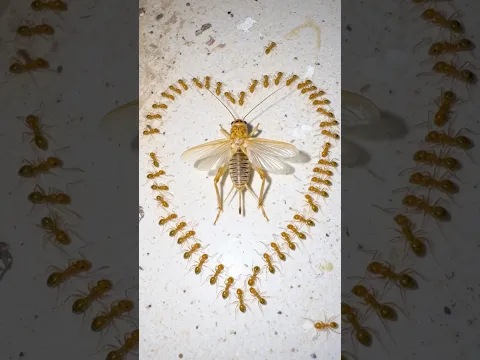 Omg, amazing Magic, sharing love.❤️ #life #insects #animals #nature  #animalworld #love  #animalize
