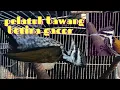 Suara Pelatuk bawang betina gacor