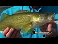 Mid Summer Walleye Techniques from Devils Lake North Dakota