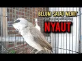 Download Lagu trucukan gacor TARUNG ROPEL PANJANG pancingan trucukan agar bunyi jadikan burung trucuk gacor NYAUT