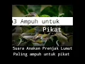 Download Lagu Suara Anakan Prenjak Lumut memanggil indukan || Paling ampuh untuk pikat