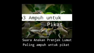 Download Suara Anakan Prenjak Lumut memanggil indukan || Paling ampuh untuk pikat MP3