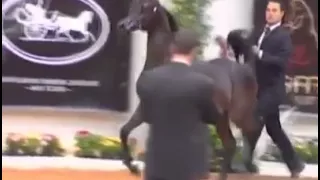 ما شاء الله   تاملت والدنيا بها العجب والعجب دندنها