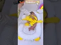Download Lagu Why Can’t My Baby Sleep Without Being Held? Try the Multifunctional Baby Nest Bed! #BabyNest