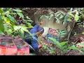 Download Lagu KANG TARTO MENEMUKAN HARTA KARUN DI BANGKER PENINGGALAN BELANDA, video ini buktinya 