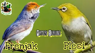 materi pleci tembakan prenjak gacor