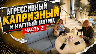 Агрессивный капризный и наглый шпиц (Часть 2)
