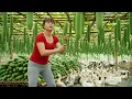 Lagu ¡Increíble! Cosecha de Melones Gigantes en un Estanque — Rodeada de Patos, Listos para Vender