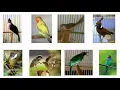 Download Lagu Masteran Kompilasi 8 Burung Bersuara Kasar
