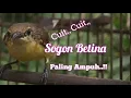 Download Lagu Suara Sogon Betina Ribut Memanggil Paling Ampuh