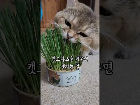 캣그라스를 키우면 생기는 일