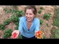 Download Lagu How to Use Rocks to Protect Strawberries from Birds! | Carolina Wild Harvests