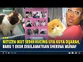 Download Lagu Netizen Ikut Sedih Kucing Uya Kuya Dijarah, Baru 1 Ekor Diselamatkan Sherina Munaf