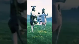 علاوي واوي واوي         دندنها