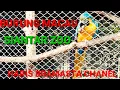 Download Lagu Koleksi burung siantar zoo dan aneka satwa