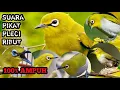 Download Lagu Suara pikat pleci ribut || ampuh ✓