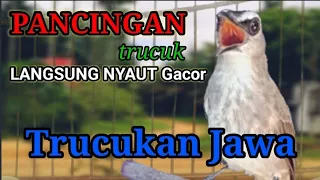 Download Bakal LANGSUNG NYAUT Gacor Trucuk Anda saat Di pancing dengan Trucuk Jawa ini, trucuk gacor, MP3