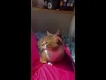 Download Lagu ♡⁠˖⁠⑅⁠my precious boy, you clingy little thing⑅⁠˖⁠♡ #cat #cute #tabby #clingycat #seperationanxiety
