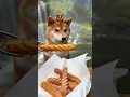 A Shiba Inu is Cooking Churros