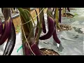 Growing Ichiban Japanese Eggplants