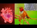 Lagu Suara detak jantung burung kolibri dibandingkan dengan manusia.