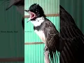 Download Lagu burung srikatan kipas ngeplong keras manjur untuk pancingan bunyi burung bahan maupun macet.